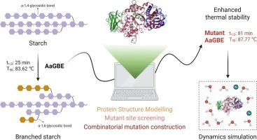 Improved thermal stability of 1,4-α-glucan branching enzyme