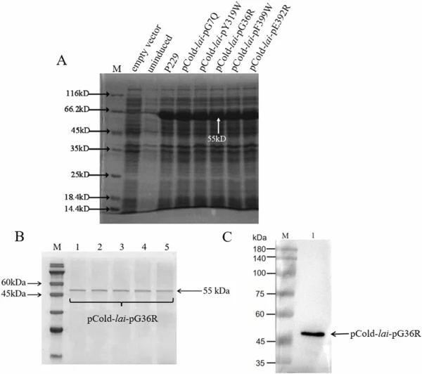 Expression and Purification of Mutants. (A) SDS-PAGE analysis of protein expression; (B) SDS-PAGE analysis of purified pCold-lai-pG36R; (C) Western blot analysis. Note: M, Protein Marker. Molecular weight markers (kDa) are shown on the left, and the arrow on the right indicates the target protein ba