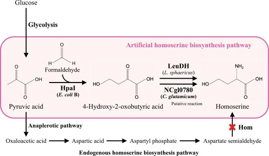 Artificial homoserine biosynthesis pathway designed in this study. In the present study, this pathway was implemented into a homoserine auxotrophic C. glutamicum strain in which the hom gene encoding homoserine dehydrogenase was deleted (indicated by a cross). The putative reaction involving NCgl078