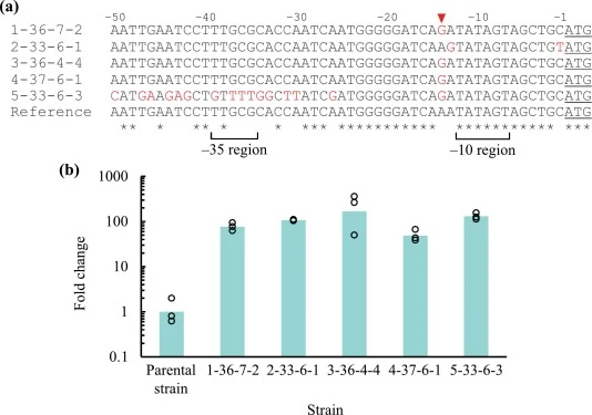 Mutations in the upstream region of NCgl0780 identified in evolved strains. Alignment of nucleotide sequences in the 5́ upstream region of NCgl0780 (50 nucleotides upstream of the initiation codon) from evolved strains is shown in (a). Mutations identified in the evolved strains are shown in red. Mu