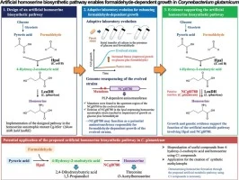 Artificial metabolic pathway for homoserine biosynthesis ena