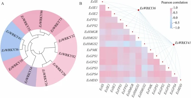 Phylogenetic placement and candidate screening of Es WRKY36 and Es WRKY41. (A) EsWRKY36 and EsWRKY41 are clustered in the same phylogenetic branch, indicating their homologous relationship and providing an evolutionary basis for functional divergence analysis. (B) They also exhibited the highest pos