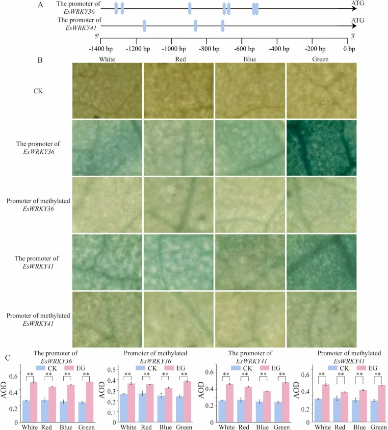 Promoter activities of EsWRKY36 and EsWRKY41 are regulated by light quality and DNA methylation. (A) Analysis of light-responsive cis-acting elements in the EsWRKY36 and EsWRKY41 promoters. (B) Histochemical staining of GUS expression driven by the EsWRKY36 and EsWRKY41 promoters under different lig