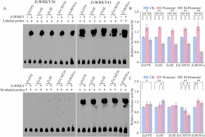 Target binding and transcriptional regulation by Es WRKY36 and Es WRKY41. (A) EMSA analysis of direct promoter binding. (B, C) Dual-luciferase assays showing promoter regulation by EsWRKY36 (B) and EsWRKY41 (C). M, methylation treatment; + , the indicated component was added to the reaction; −, the