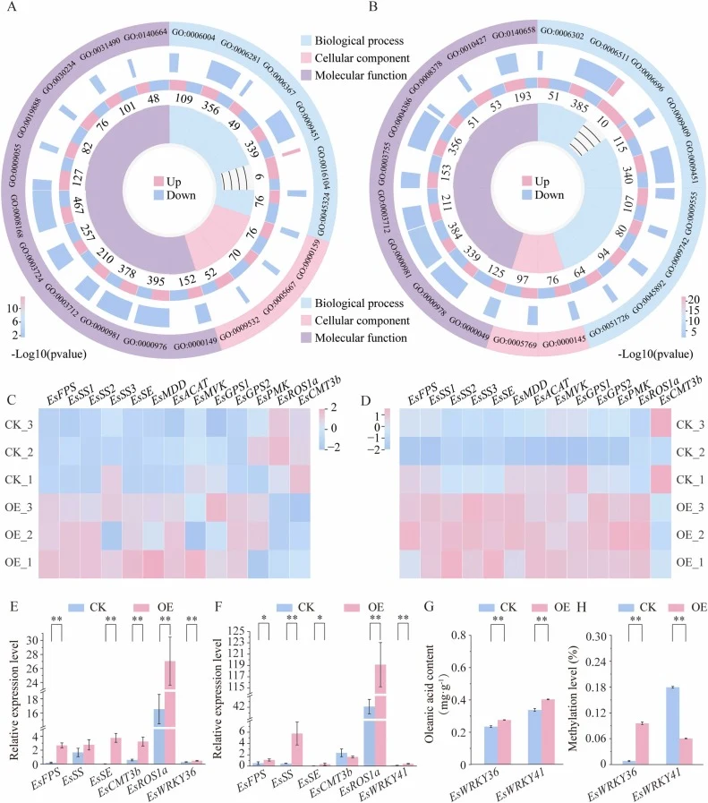 Effects of Es WRKY36 and Es WRKY41 overexpression on gene expression, saponin content, and DNA methylation levels. (A, B) GO enrichment analysis of DEGs after overexpression of EsWRKY36 (A) and EsWRKY41 (B). (C, D) Effects of EsWRKY36 (C) and EsWRKY41 (D) overexpression on the expression of saponin