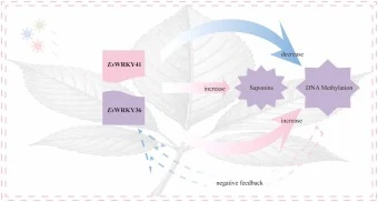 图1 EsWRKY36/41与DNA甲基化协同调控刺五加皂苷生物合成的工作模型。负反馈环路为假设性的;虚线箭头表示有待验证的推定调控关系。