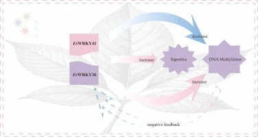 Bidirectional regulation of saponin biosynthesis by EsWRKY36