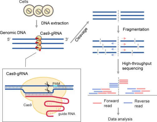 Schematic illustration of the Digenome-seq experiment Digenome-seq is a method that identifies cleavage sites using high-throughput sequencing of extracted genomic DNA treated with genome-editing tools such as Cas9-gRNA in vitro. Since the genome-editing tool generates many DNA fragments that end at