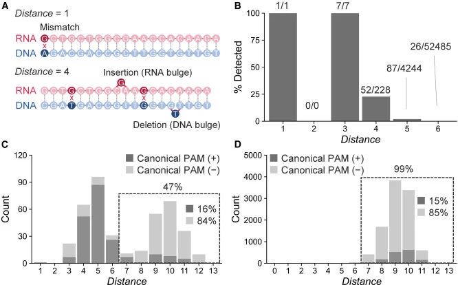 Off-target cleavage site analysis using Digenome-toolkit (A) An example of distance between two sequences. Distance is defined as the sum of mismatches, insertions (RNA bulge), and deletions (DNA bulge) between DNA and gRNA sequences. The upper sequence is a d = 1 sequence with one mismatch. The low
