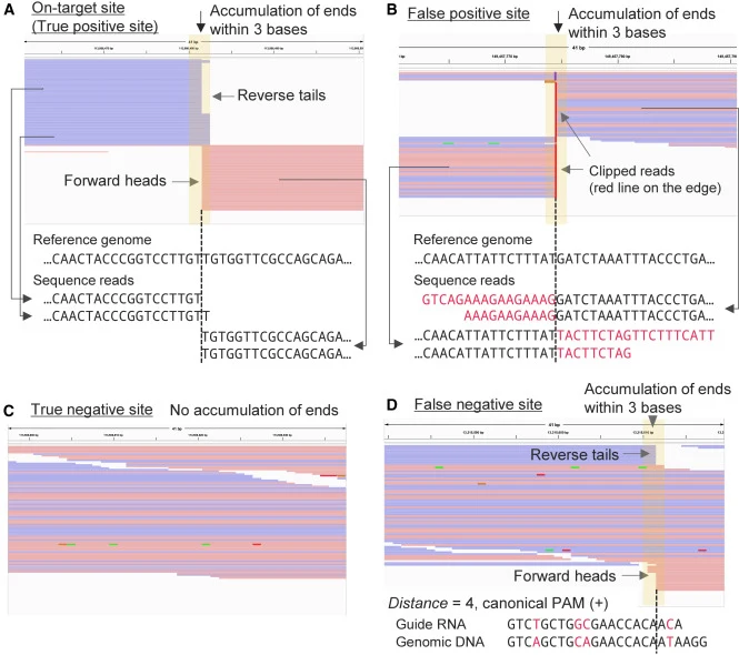 Examples of true positives, false positives, and false negatives predicted using Digenome-toolkit (A) Integrative genomics viewer (IGV) image of the on-target region. The red and blue lines are forward and reverse reads, respectively. The forward heads (left ends of the red reads) and reverse tails