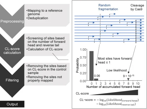 Workflow of the analysis using Digenome-Detect After mapping the FASTQ files obtained from sequencing analysis to the reference genome, deduplication is performed. The obtained files are used to calculate the CL-score for each site with the number of forward heads ≥4 or reverse tails ≥4. The sites w