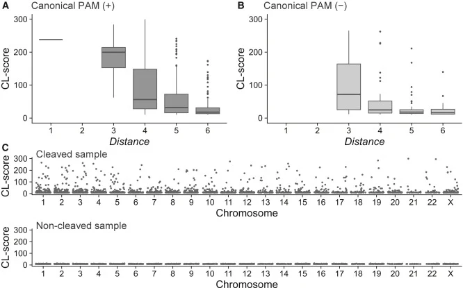 Analysis of sites detected using Digenome-Detect (A and B) Relationship between CL-score and distance. The sites for which CL-scores were calculated were classified by distance. Sequences with canonical PAM are shown in (A), and the sequences without canonical PAM are shown in (B). (C) Plot of CL-sc