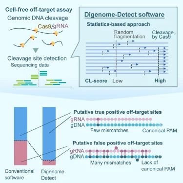 Digenome-Detect: Accurate, statistics-based analysis softwar