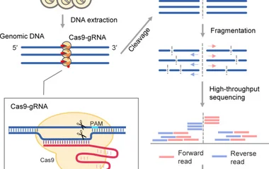 Digenome-Detect