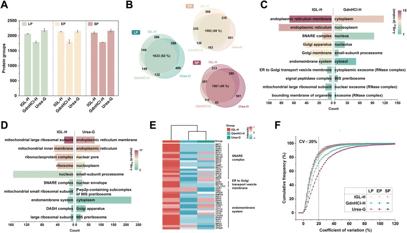Performance of the IGL-H protein extraction strategy. (A) Numbers of identified protein groups obtained with different protein extraction methods across distinct growth phases. Error bars denote standard deviations from three biological replicates. (B) Venn diagram illustrating overlaps among protei