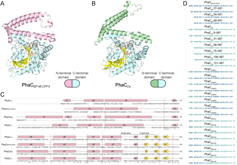 Secondary and tertiary structures of PhaCs and a schematic diagram of PhaC constructs. (A, B) Predicted 3D models: (A) PhaCBP-M-CPF4 and (B) PhaC Cs. The N-terminal regions are colored lightpink (PhaCBP-M-CPF4) and palegreen (PhaC Cs). The α/β core is depicted in cyan (α-helices) and yellow (β-stran