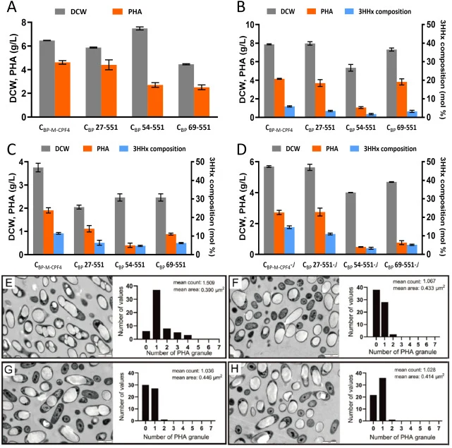 PHA production and granule morphology in C. necator PHB−4 transformants expressing full-length and truncated PhaCBP-M-CPF4. (A–D) PHA production in strains grown on different carbon sources: (A) 2% (w/v) fructose; (B) 1.2% (w/v) PO; (C) 0.7% (w/v) CNO; and (D) 0.8% (w/v) PO when co-expressed with ph