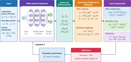 Architecture of the physics-informed neural network for the unified kinetic model. The dimensionless distance χ is the only input; the network returns the substrate and product fields S θ and P θ , whose first and second derivatives are obtained by automatic differentiation and assembled into the re