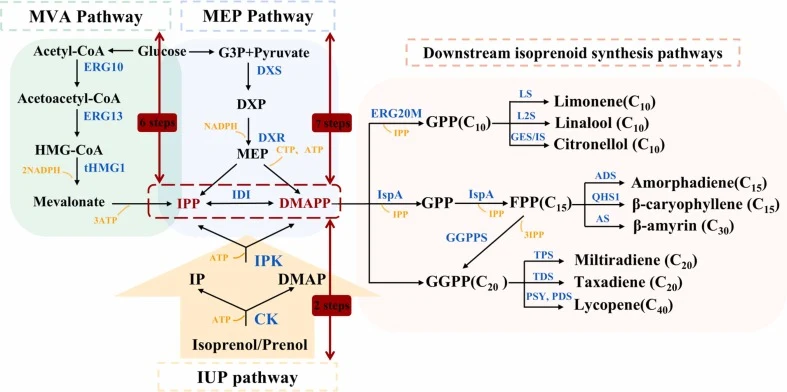Metabolic pathways for synthesis of isoprenoids by MEP, MVA and IUP pathway. All three pathways can synthesize the precursor IPP and DMAPP. The green background indicates the MVA pathway, the blue background indicates the MEP pathway, the orange background indicates the IUP pathway, and the pink bac