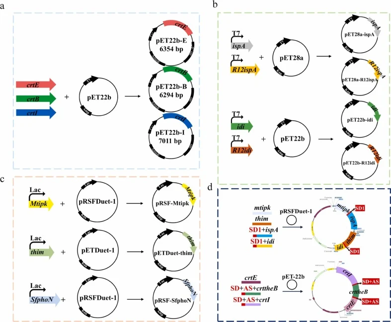 Schematic diagram of recombinant plasmid construction. (a) Recombinant plasmids pET22b-crtE, pET22b-crttheB, pET22b-crtI of key enzymes in the lycopene pathway. (b) Recombinant plasmids pET28a-MG1655ispA, pET28a-R12ispA, pET22b-MG1655idi, pET22b-R12idi of key enzymes in the MEP pathway. (c) Recombin