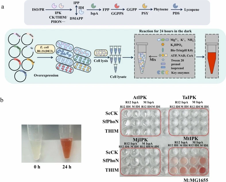 Cell-free metabolic engineering system for lycopene synthesis based on IUP pathway. (a) Construction strategies of CFME. The E. coli lysates containing IPK, THIM, IDI, IspA, GGPPS, PSY, PDS were assembled on ice and the initial pre-optimization screening condition contained 100mM Bis-Tris buffer (pH