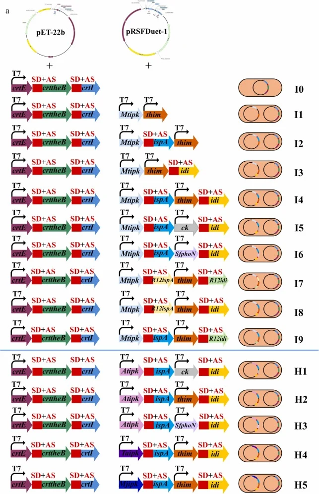 Validation in vivo of kinase variant screening results in the IUP pathway from CFME. IPKs from different sources were combined with CK, THIM, and SfPhoN, respectively, and additional copies of ispA and idi were overexpressed. The gene combinations of these enzymes were cloned into pRSFDuet-1 and tra