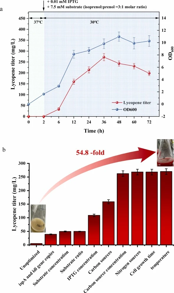 A optimized two-stage fermentation process in vivo. (a) Lycopene titer and biomass under optimal cultivation conditions. (b) Comparison of lycopene titer before and after optimization. After systematic optimization of key parameters, the lycopene titer was increased by 54.8-fold. (c) Heat map of lyc
