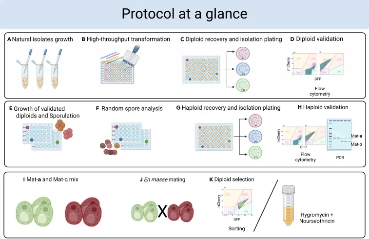 Protocol at a glance. Schematic overview of the workflow for generating validated barcoded haploid Saccharomyces cerevisiae strains from natural isolates and using them for en masse mating and diploid selection (A) Natural isolates are grown in liquid medium. (B) Cells are transformed in a 96-well f