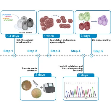 Protocol for constructing barcoded Saccharomyces cerevisiae