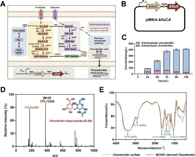 Engineering of B. subtilis for chondroitin biosynthesis and characterization of the fermentation-derived product. (A) Construction of the heterologous chondroitin biosynthetic pathway in B. subtilis. (B) Construction of recombinant strain BCH01. (C) Intracellular and extracellular chondroitin produc