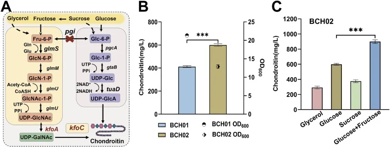 Metabolic engineering of Bacillus subtilis for enhanced chondroitin production. (A) Metabolic engineering strategy for chondroitin biosynthesis. Deletion of pgi blocks the Pgi-catalyzed Glc-6-P/Fru-6-P interconversion and was designed to alter carbon partitioning toward pathways associated with UDP-