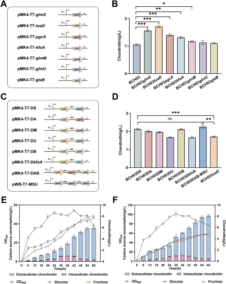 Combinatorial engineering of UDP-sugar biosynthetic pathways and scale-up fermentation of BCH03DS for chondroitin production. (A) Schematic representation of plasmids used for individual expression of UDP-sugar biosynthetic genes. (B) Effect of overexpression of UDP-sugar biosynthetic genes on chond