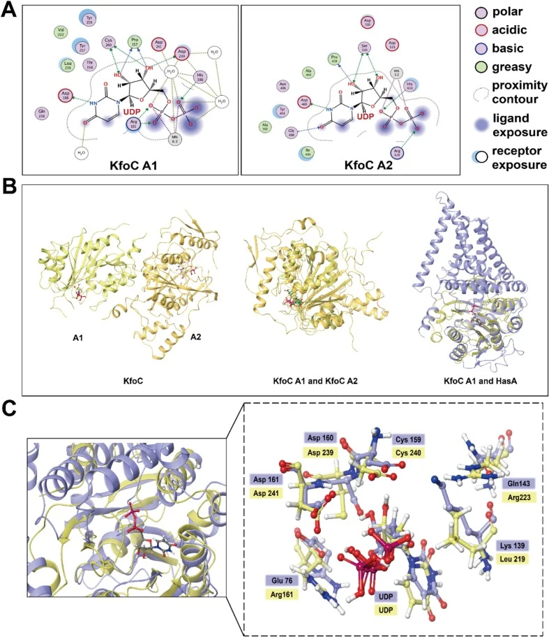 Structure-guided semi-rational design of KfoC. (A) Two-dimensional interaction maps of UDP-sugar binding sites in the A1 and A2 catalytic domains of KfoC. (B) Structural overview of KfoC and structural superposition of the KfoC A1/A2 domains and KfoC A1 with HasA, highlighting the conserved UDP-bind