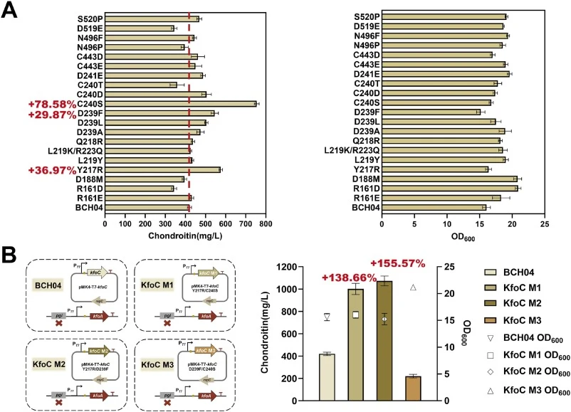 Functional evaluation of engineered KfoC variants for enhanced chondroitin production. (A) Chondroitin production and cell growth analysis of KfoC mutants under shake-flask fermentation conditions. BCH04 expressing wild-type KfoC was used as the control. Chondroitin production and OD600 of mutant st