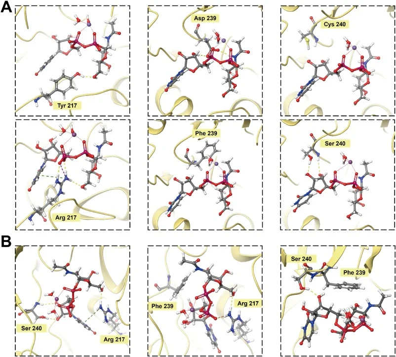Structure-guided analysis of beneficial single and combinatorial KfoC variants. (A) Structural comparison of wild-type KfoC and the beneficial single mutants Y217R, D239F, and C240S based on the KfoC–UDP-GalNAc complex (PDB ID: 2Z87). Structural modeling suggested mutation-associated changes in loca