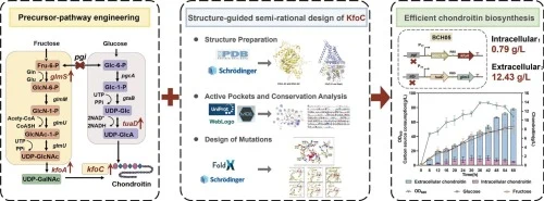 Metabolic rewiring and semi-rational engineering of chondroi