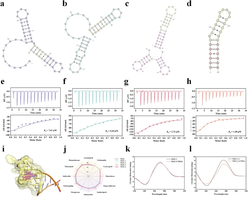 Predicted secondary structures of (a) NEO 1, (b) NEO 2, (c) NEO 3, and the truncated variant (d) NEO 3_4. ITC results for (e) NEO 1, (f) NEO 2, (g) NEO 3, and (h) NEO 3_4. (i)Representative molecular docking result of NEO 3_4 in complex with NEOs. (j) Radar plot of binding energies of NEO 3_4 toward