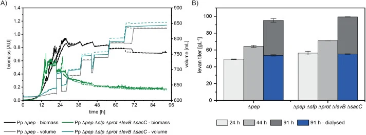 Fed-batch process of levan production. (A) Bacterial growth of P. polymyxa ∆pep and P. polymyxa ∆pep ∆sfp ∆prot ∆levB ∆sacC and bioreactor volume (B) levan titers after 24 h, 44 h, and 91 h cultivation before and after dialysis. Cultivations were performed in duplicate.