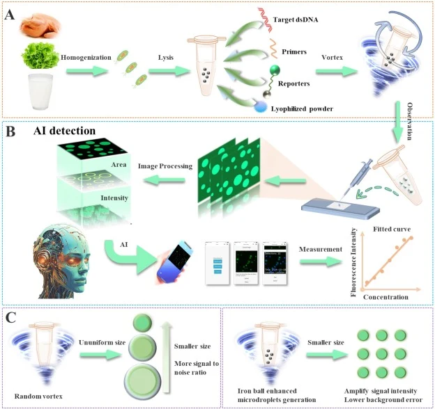 The scheme of the fluorescence biosensor based on iron ball-enhanced microdroplet generation system and deep learning for fast and sensitive bacterial detection. (A) Sample preparation and microdroplet generation. (B) Fluorescence signal collection and deep learning detection. (C) Comparison of rand