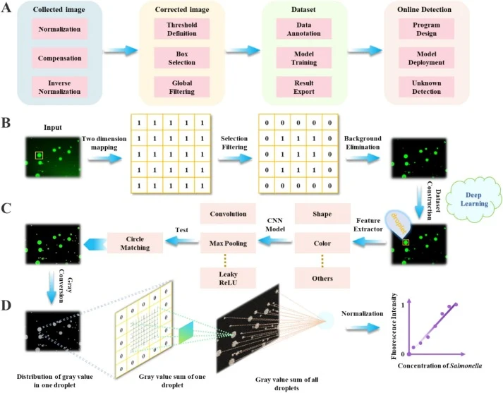 The scheme of image analysis. (A) The whole analysis procedure. (B) Image background elimination process utilizing the image filtering algorithm based on threshold filtering and HSV color space. (C) The flow chart of deep learning model recognition. (D) Principle of fluorescence signals analysis usi