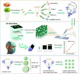 A fluorescence biosensor based on iron ball-enhanced microdr