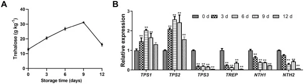 Changes in trehalose content and expression levels of trehalose-related genes in P. eryngii during postharvest storage. (A) Trehalose concentration in the fruiting bodies of P. eryngii over the storage period. (B) Relative expression profiles of trehalose metabolism-related genes (Including trehalos