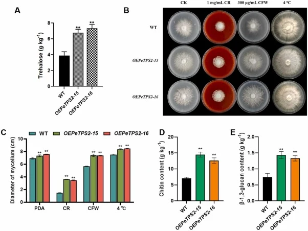 Overexpression of PeTPS2 enhances trehalose biosynthesis, cell wall stress tolerance, and structural component accumulation in P. eryngii. (A) Endogenous trehalose content in wild-type (WT) and PeTPS2-overexpression (OE) strains. (B) Growth and (C) quantitative analysis growth rate of WT and OE stra