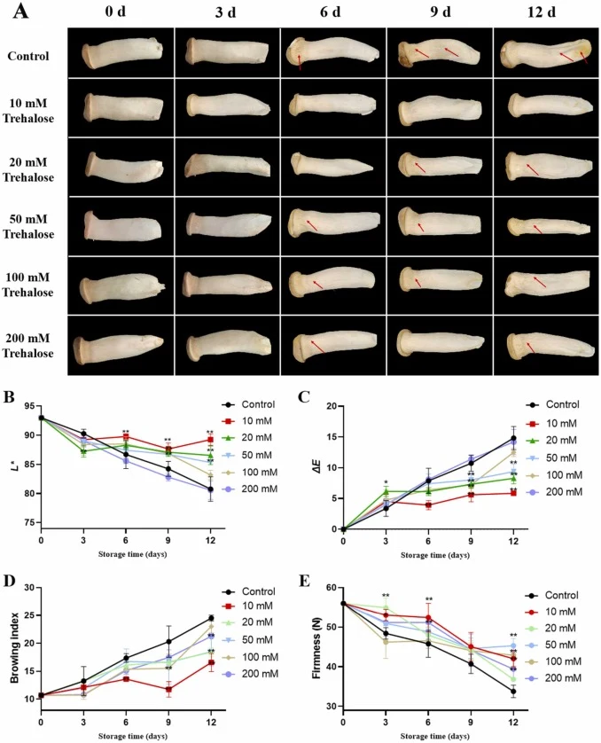 Trehalose Treatment Improves the Quality of Postharvest P. eryngii. Effects of trehalose treatments on the P. eryngii quality (A), L* (B), ∆E (C), browning degree (D), and firmness (E) of P. eryngii during storage at 4 °C. Data were expressed as means ± SD. Red arrows in (A) indicate the typical sym