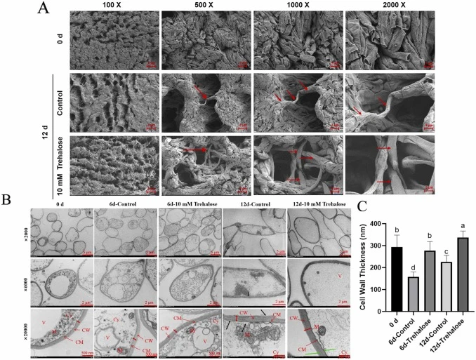 Microstructural and ultrastructural changes in P. eryngii during postharvest storage. (A) Scanning electron microscopy (SEM) observations of the fruiting bodies morphology and tissue arrangement (Magnification: ×100,×500, ×1000, ×2000). Red arrows indicate surface shrinkage and structural damage. (B