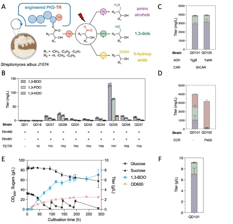 Construction and optimization of the rimocidin PKS-TR platform for diol production in Streptomyces albus J1074. (A) Schematic representation of the RimPKS-TR platform. TR-mediated product release generates 3-hydroxyaldehydes that can be converted by transaminases (TAs), alcohol dehydrogenases (ADHs)