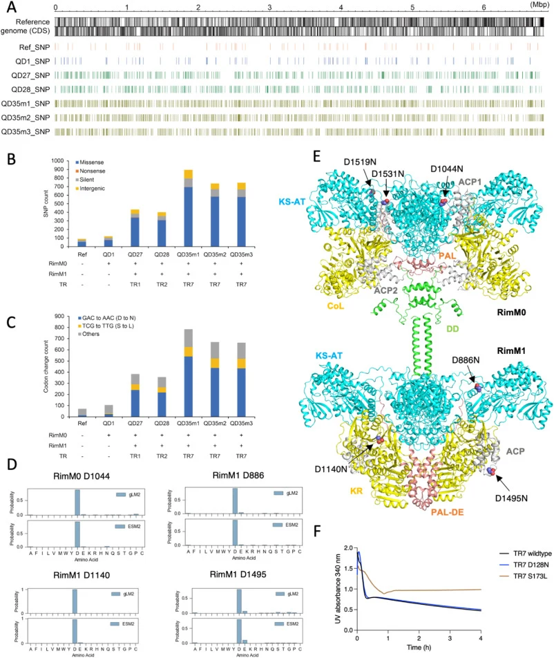 TR7-associated genome-wide mutation accumulation and functional effects of PKS-TR mutations. (A) Genome-wide distribution of single nucleotide polymorphisms (SNPs) across engineered S. albus J1074 strains relative to the reference genome. Each colored tick denotes one SNP position. QD35 strains carr
