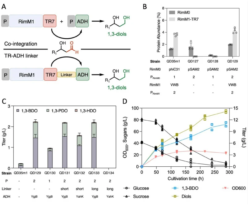 Coordinated ADH expression improves diol production in engineered S. albus. (A) Schematic of two strategies designed to accelerate the conversion of RimPKS-TR-release 3-hydroxyaldehydes: co-integration of a standalone ADH, and a TR-linker-ADH fusion. P: promoter. (B) Relative abundances of RimM0 and