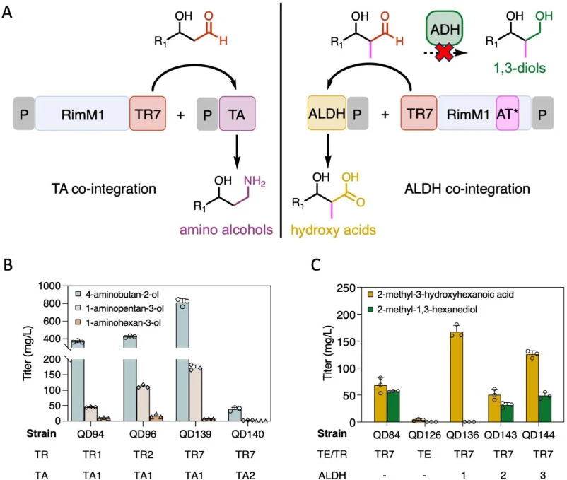 Expansion of the co-integration strategy for amino alcohol and hydroxy acid production. (A) Schematic of product diversification through post-TR enzyme co-integration and AT exchange. Malonyl-CoA extension generates unbranched 3-hydroxyaldehydes that are converted by TAs into amino alcohols. Methylm