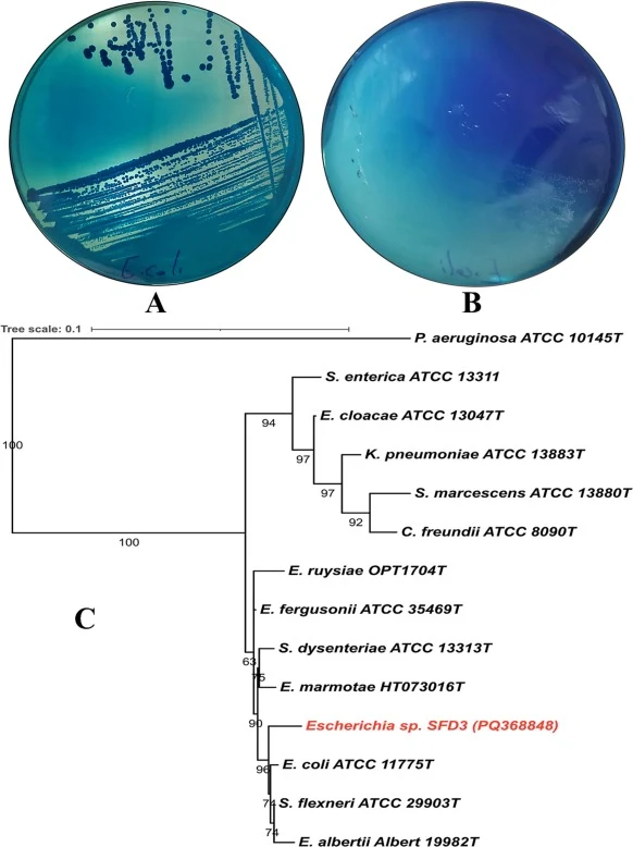 Isolation, dye decolorization, and phylogenetic identification of Escherichia sp. SFD3. (A) Decolorization of methylene blue in LB medium by strain SFD3 after 2 days of incubation at 30 °C. (B) Decolorization of aniline blue in MSM medium by strain SFD3 after 4 days of incubation at 30 °C. (C) Maxim